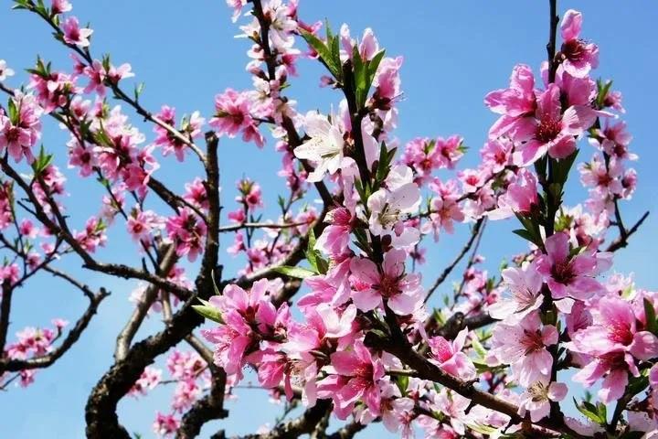 2020年三八婦女節，蜜桃视频一区高清视频不一樣！