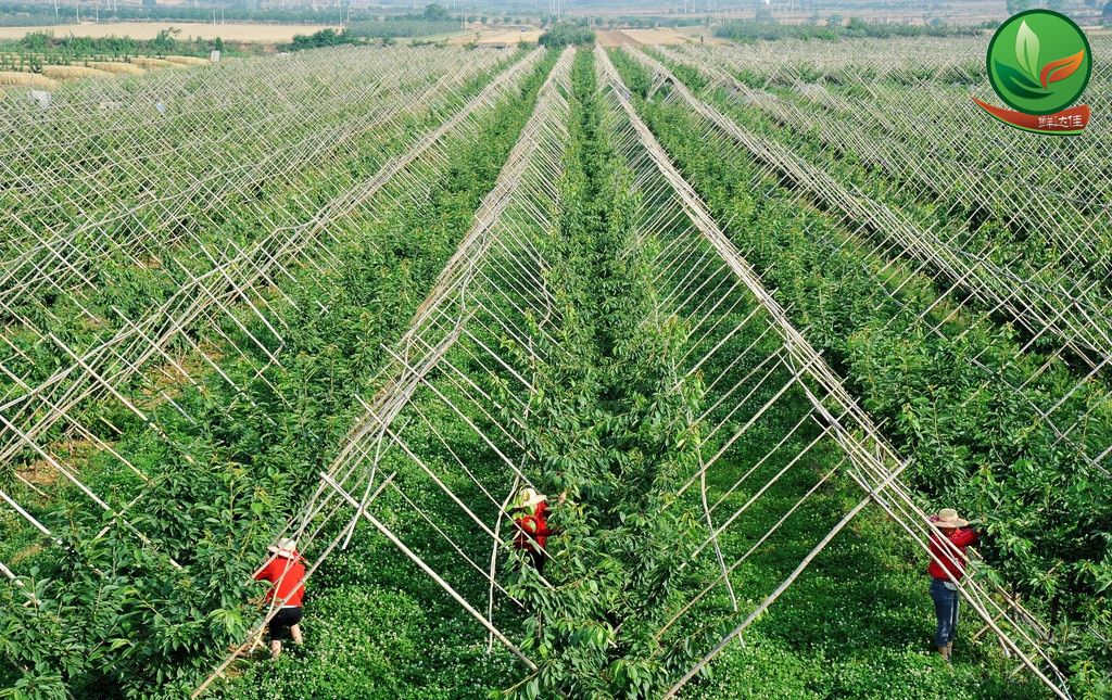南沙農業水蜜桃一区二区在线观看